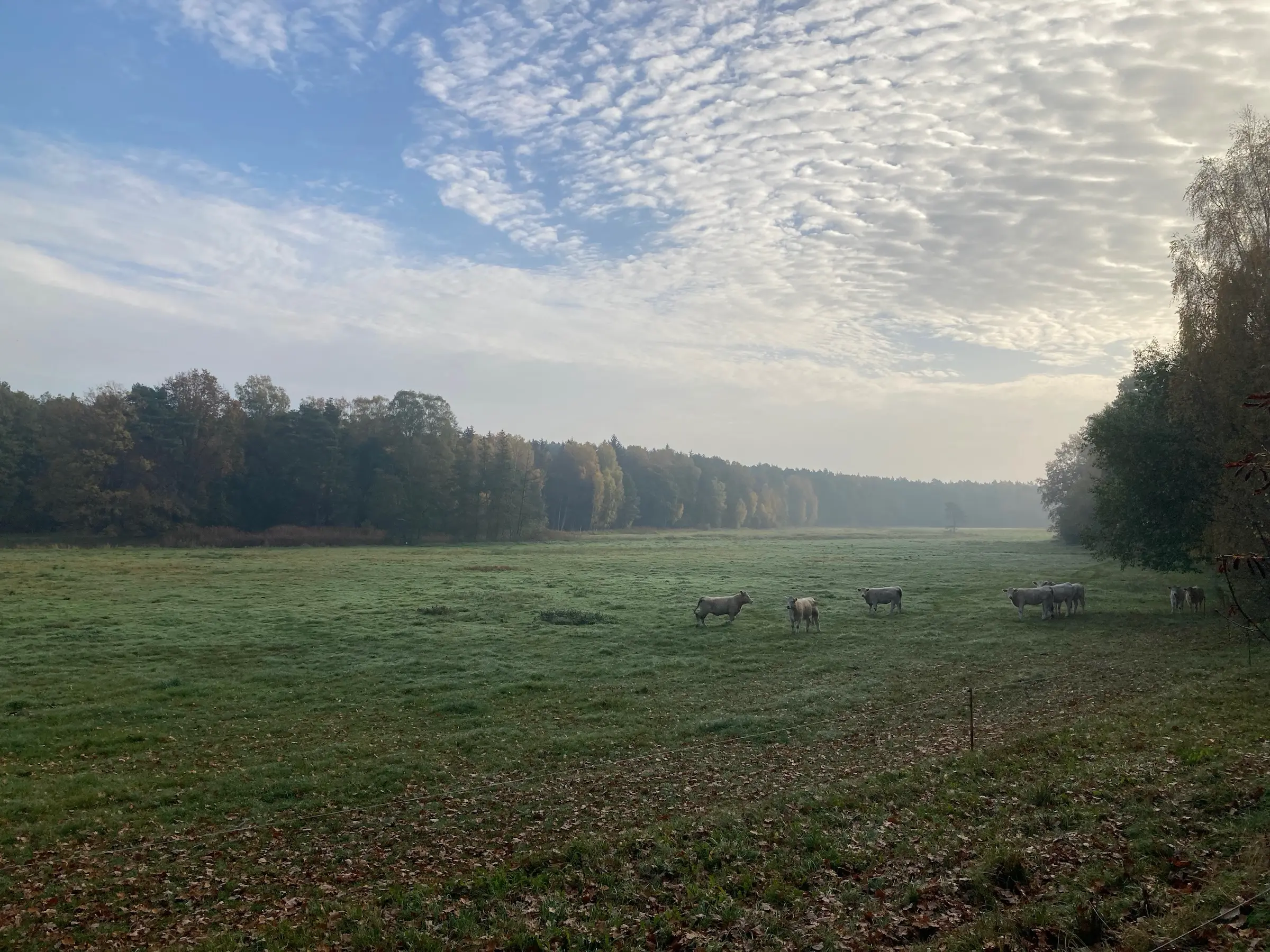 Cows standing in the fields in Dossow