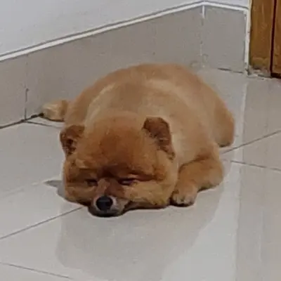 Timothy Kenno Handojo